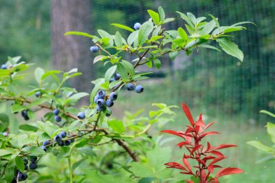 L'abelia non è completamente resistente