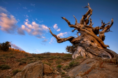 L'albero più antico del mondo e gli alberi antichi in Germania