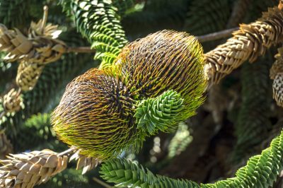 L'albero delle scimmie sta diventando marrone - qual è la ragione?