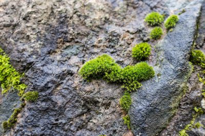 L'albero del pane come bonsai carino: un'introduzione