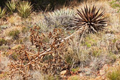 L'agave è un frutto utile in giardino?