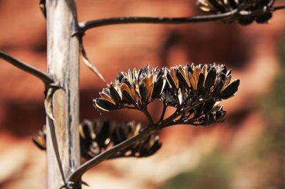 L'Agave - resistente in Europa centrale?