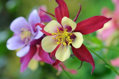 L'aquilegia - al suo più bel fiore!