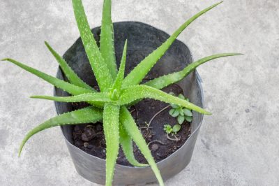 Le aloe possono essere propagate per talea