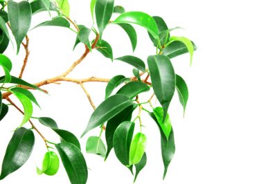 L'aloe vera contiene tossine