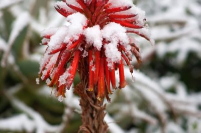 L'aloe vera fiorisce in primavera