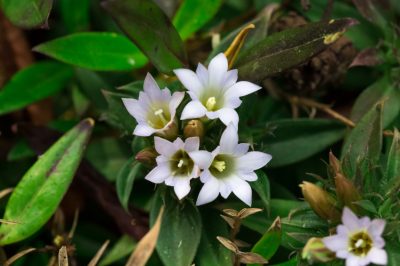 L'aloe vera non sempre ama il pieno sole
