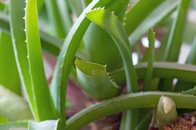 Luogo d'inferno per la tua aloe vera