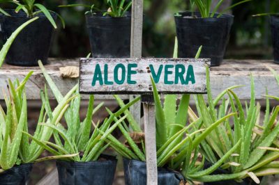 La crescita della vigorosa aloe vera