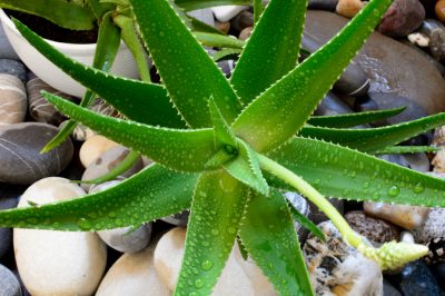 L'aloe vera può stare fuori?