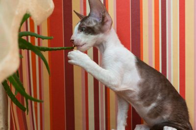 L'aloe vera non ha bisogno di alcun fertilizzante
