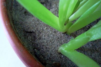 L'aloe vera può essere mangiata