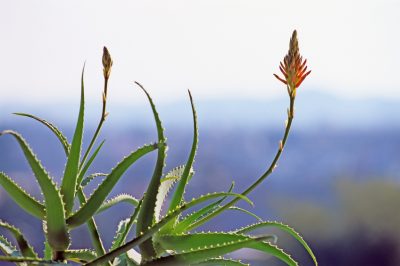 Hibernare correttamente l'aloe vera