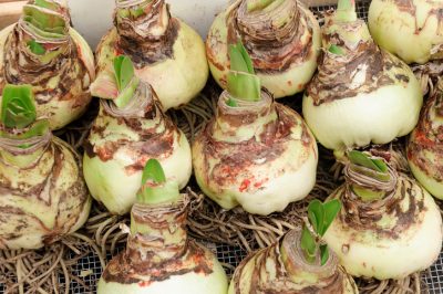 Quale simbolismo trasmette un amaryllis? Pensieri sul significato