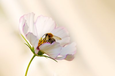 Quando potare l'amaryllis dopo la fioritura?