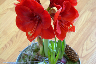Quanto spesso devo innaffiare il mio amaryllis?