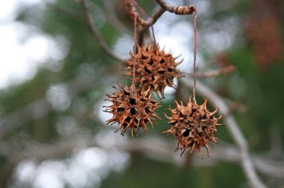 Albero di ambra - frutti e fiori in vista