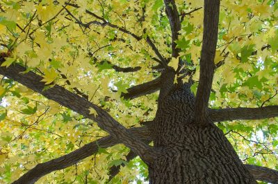 Albero di ambra: crescita e dimensioni