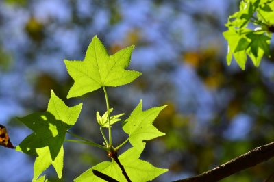 L'albero dell'ambra non vuole fare a meno di questa cura!