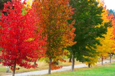 Albero d'ambra: quali varietà possono essere veramente consigliate?