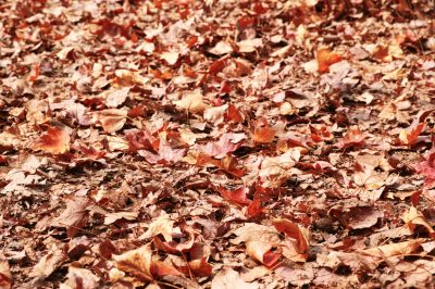 Rimedi e altro, spaziatura, Fertilizzare l'ambra - tempo