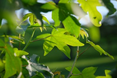 Albero d'ambra: cosa considerare quando si pianta!