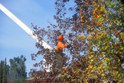 Necessità e Altro, Sfruttare l'albero d'ambra: Timing