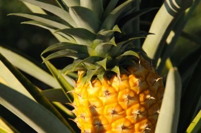 Qual è la stagione degli ananas?