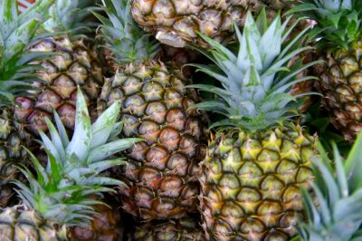 La prossima generazione sta già aspettando - Propagare gli ananas nel modo giusto