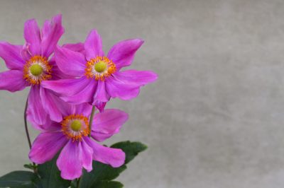 La giusta posizione per gli anemoni