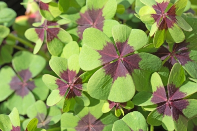 La potatura non è quasi necessaria con gli anemoni