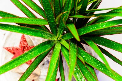 L'anthurium non fiorisce - cosa posso fare?