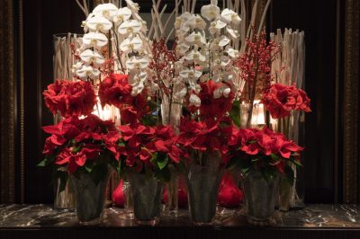 L'anthurium - il suo nome botanico e l'origine