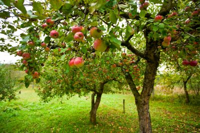 Ricuperare i germogli di un melo