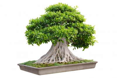 La cura ideale per il melo in giardino