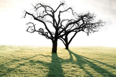 L'albero di mele - Prezzo e costi di acquisizione e cura
