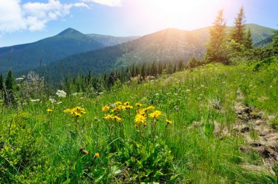 La migliore posizione per l'arnica in giardino