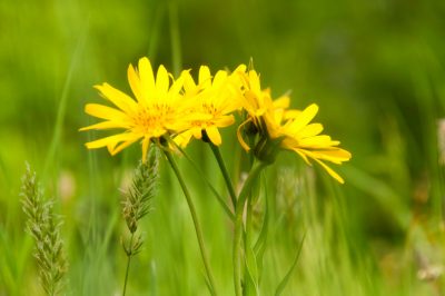 La Vera Arnica - la confusione è possibile