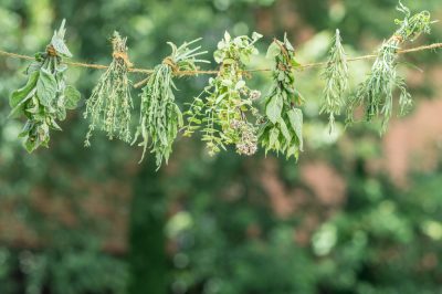 L'aronia è velenosa se mangiata cruda?