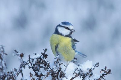 Svernamento corretto degli astri in vaso e all'aperto