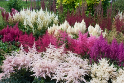 Quando fiorisce l'astilbe?