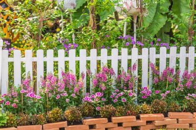 Quale posizione è adatta all'astilbe?