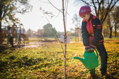 Trapianto di alberi - Quando e come farlo?