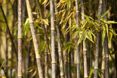 La terra di bambù non è solo terra di bambù