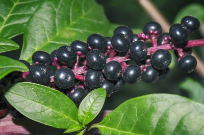 Quanto cresce una fargesia di bambù?