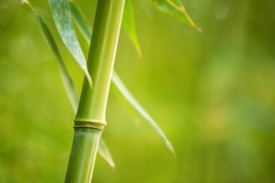 Gli afidi del bambù e i loro nemici più efficaci