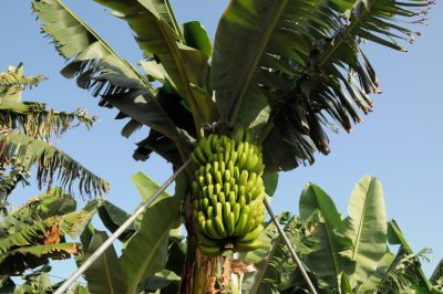 Sfogliare la banana: Ecco com'è facile