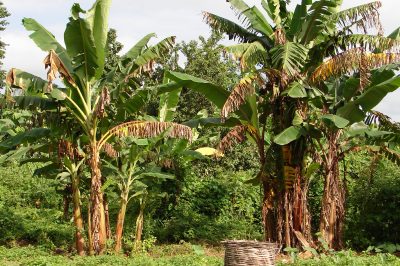 La pianta del banano ha foglie gialle: Consigli utili