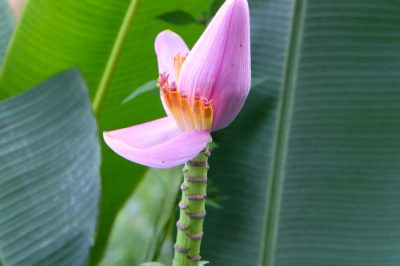 Pianta di banane in giardino: varietà consigliate per un ambiente tropicale