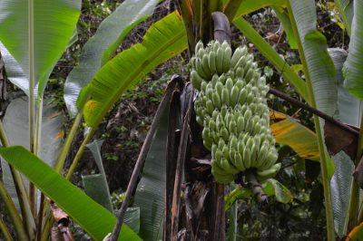 Piantare banane nel giardino o nella stanza di casa